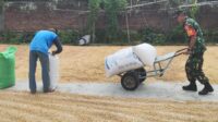 Babinsa Lowokwaru Bantu Petani Tasikmadu Keringkan Padi