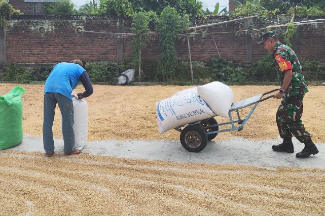 Babinsa Lowokwaru Bantu Petani Tasikmadu Keringkan Padi