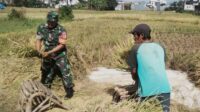 Babinsa Blimbing Bantu Petani Pandanwangi Panen Padi