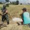 Babinsa Blimbing Bantu Petani Pandanwangi Panen Padi