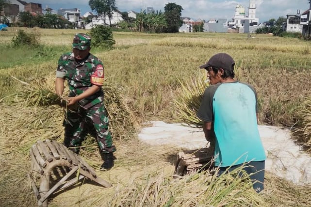 Babinsa Blimbing Bantu Petani Pandanwangi Panen Padi