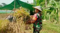 Babinsa Mulyorejo Dampingi Petani Panen Padi Wujudkan Ketahanan Pangan
