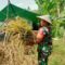 Babinsa Mulyorejo Dampingi Petani Panen Padi Wujudkan Ketahanan Pangan