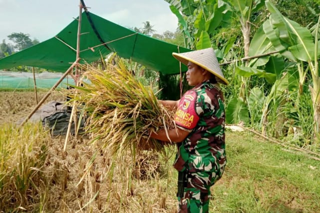 Babinsa Mulyorejo Dampingi Petani Panen Padi Wujudkan Ketahanan Pangan