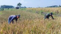 Babinsa Lowokwaru Dampingi Petani Tunggulwulung Panen Padi