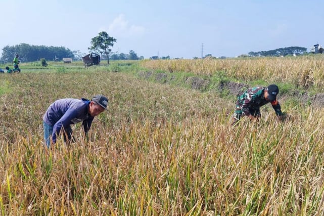 Babinsa Lowokwaru Dampingi Petani Tunggulwulung Panen Padi
