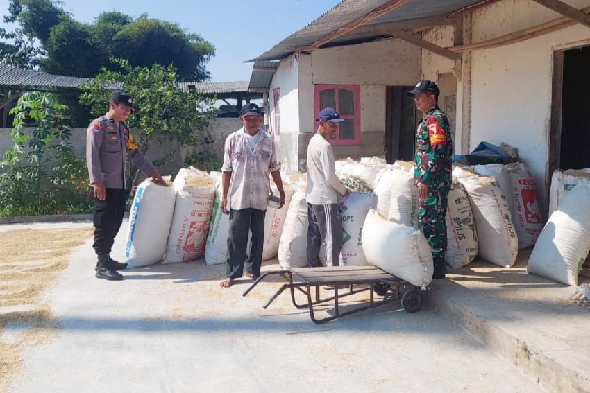 Babinsa Tunggulwulung Monitoring Penggilingan Padi Jaga Kualitas Gabah Kering