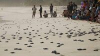 Festival Gebyar Konservasi 2025 Tandai Pelepasliaran 2.000 Ekor Tukik ke Laut Lepas