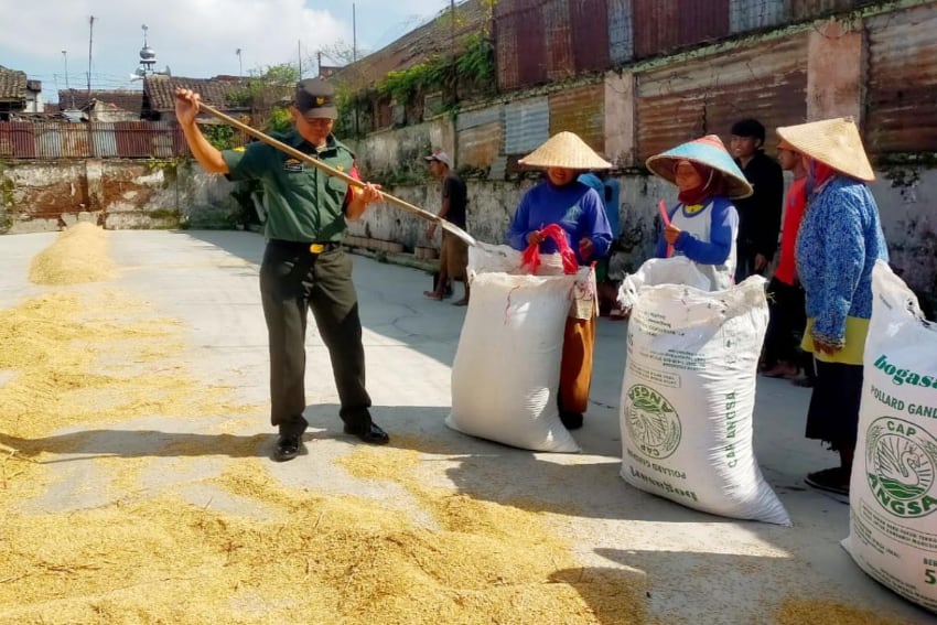 Babinsa Kedungkandang Dampingi Pengeringan Padi, Jaga Kualitas Beras Panen