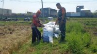 Babinsa Sukun Bersama Petani Bakalankrajan Panen Padi