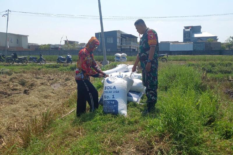 Babinsa Sukun Bersama Petani Bakalankrajan Panen Padi