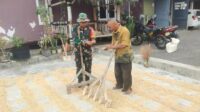Babinsa Kedungkandang Bantu Warga Tlogowaru Pengeringan Padi