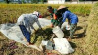 Babinsa Tlogowaru Bantu Panen Padi Dukung Swasembada Pangan Nasional