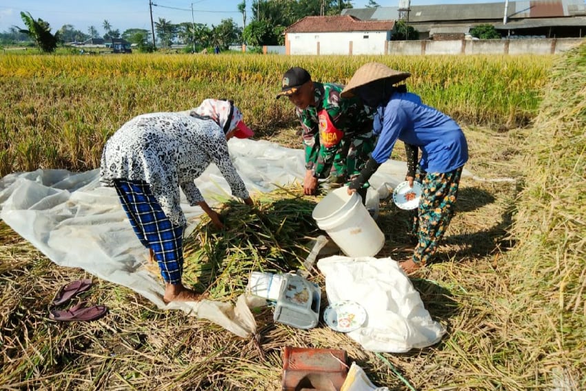 Babinsa Tlogowaru Bantu Panen Padi Dukung Swasembada Pangan Nasional