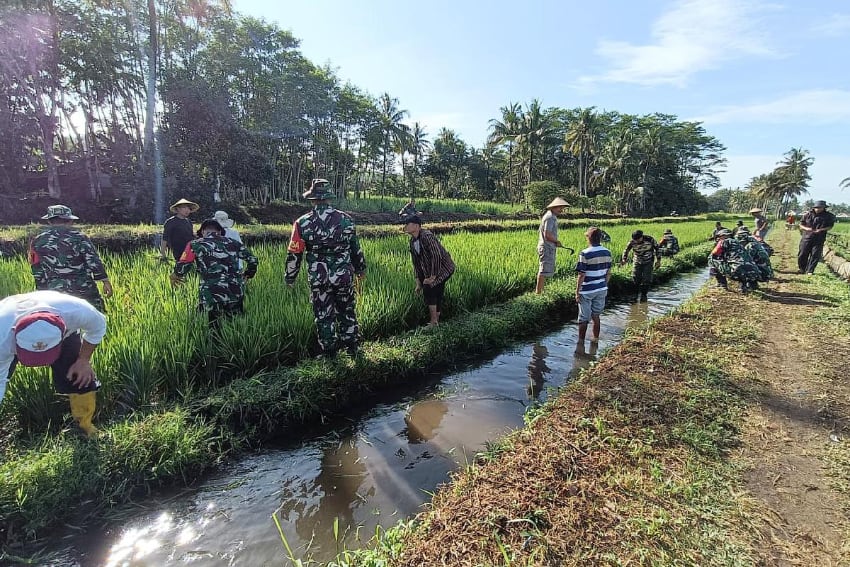 Kodim 0833 Bersama Poktan Suka Maju Pemeliharaan Lahan Demplot di Wonokoyo