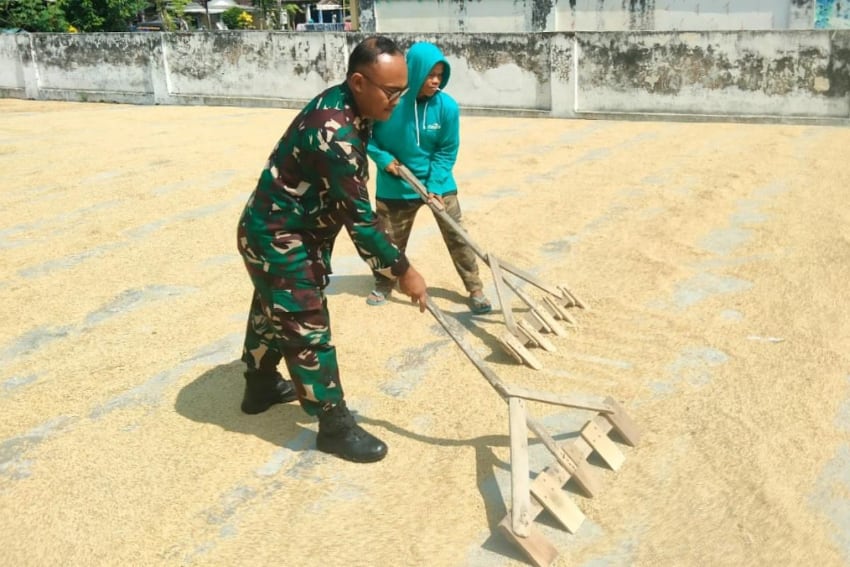 Babinsa Tlogowaru Bantu Petani Jemur Gabah Hasil Panen