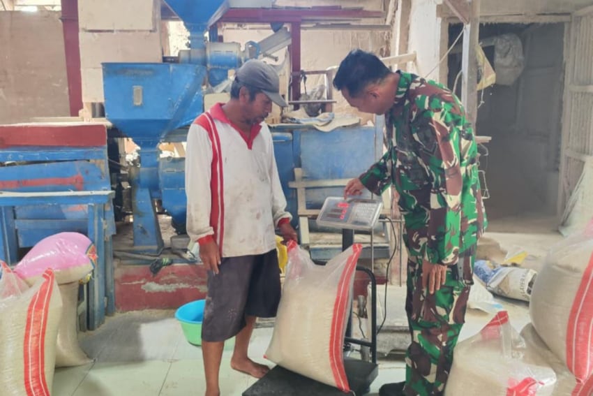 Babinsa Lowokwaru Monitoring Pascapanen, Jaga Kualitas Gabah Kering Petani Tasikmadu