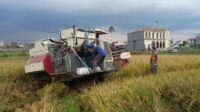 Babinsa Sukun Dampingi Panen dan Penyerapan Gabah Poktan Mukti
