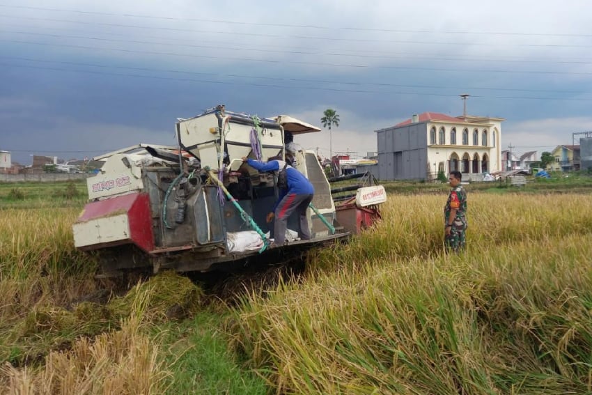 Babinsa Sukun Dampingi Panen dan Penyerapan Gabah Poktan Mukti