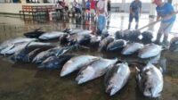 Di Tengah Tren Penurunan Tangkapan Ikan, Pemkab Malang Optimis Hasil Laut Tahun Ini Tutup Target
