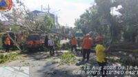 Pohon Tumbang di Kepanjen Timpa Satu Unit Mobil dan Sebabkan Macet