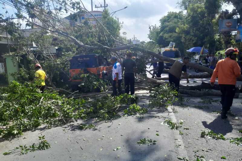 Pohon Tumbang di Kepanjen Timpa Satu Unit Mobil dan Sebabkan Macet