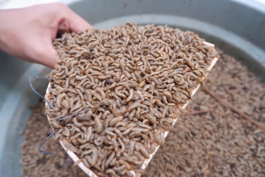 Panen maggot hasil budidaya di Ponpes Bahrul Maghfiroh. (Dioola for SERU.co.id)