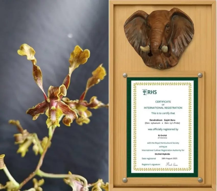 Anggrek Gajah Baru dan Sertifikat Royal Horticultural Society (RHS) International. (ist)