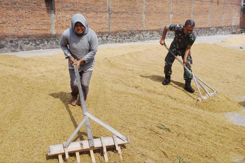 Babinsa Blimbing Bantu Petani Balearjosari Jemur Padi Hasil Panen