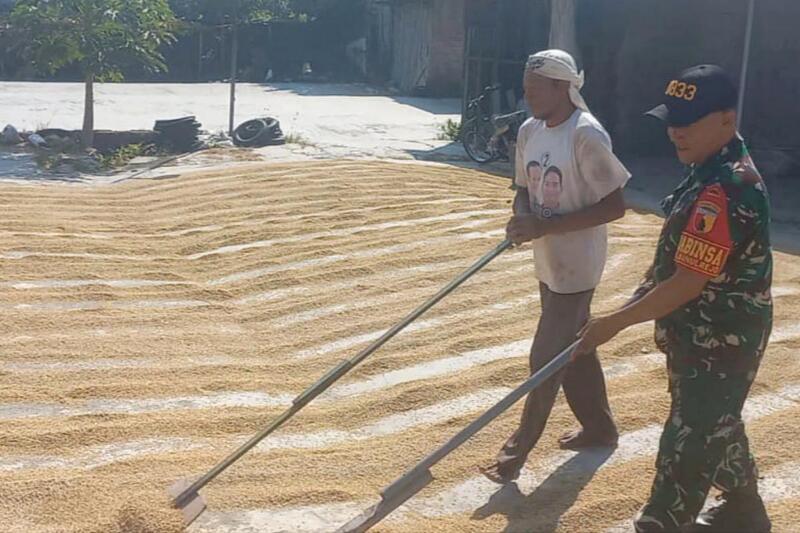 Babinsa Blimbing Dampingi Petani Pengeringan Gabah