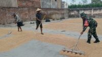 Babinsa Kedungkandang Bantu Petani Sawojajar Menjemur Gabah Jaga Kualitas Padi