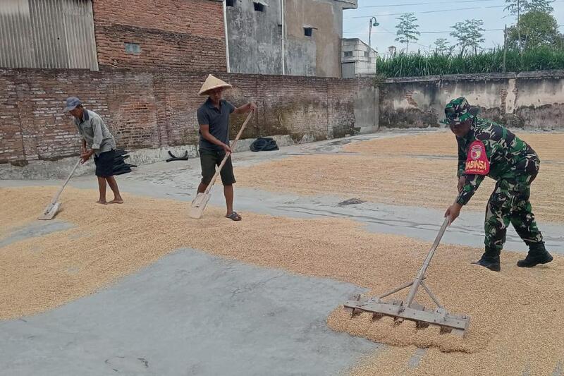 Babinsa Kedungkandang Bantu Petani Sawojajar Menjemur Gabah Jaga Kualitas Padi