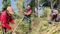 Babinsa Koramil 0833/05 Lowokwaru Bantu Petani Panen Padi di Ketawanggede
