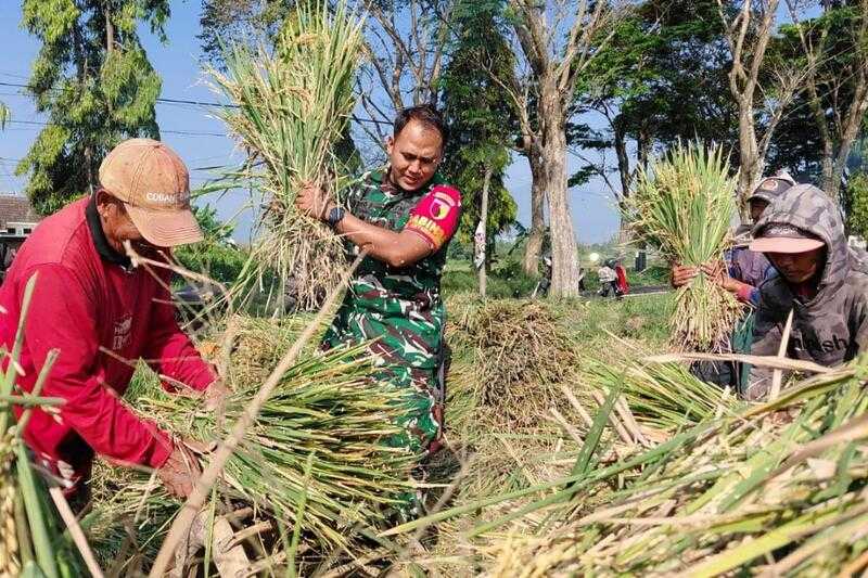 Babinsa Koramil 083305 Lowokwaru bantu petani panen padi di Ketawanggede. (ist) Babinsa Koramil 0833/05 Lowokwaru Bantu Petani Panen Padi di Ketawanggede