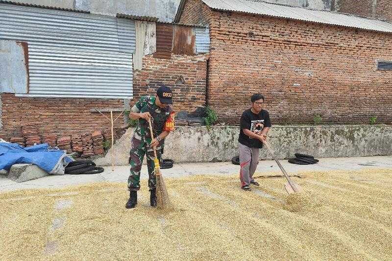 Babinsa Lowokwaru Bantu Petani Tasikmadu Keringkan Padi Jaga Kualitas GKG