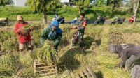 Babinsa Lowokwaru Bantu Petani Panen Padi, Bangkitkan Semangat Gotong Royong