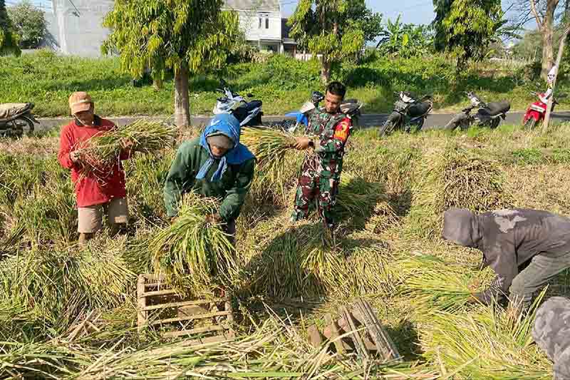 Babinsa Lowokwaru Bantu Petani Panen Padi, Bangkitkan Semangat Gotong Royong