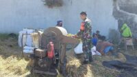 Babinsa Lowokwaru Dampingi Petani Tunggulwulung Panen Padi Dukung Ketahanan Pangan