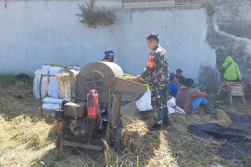 Babinsa Lowokwaru Dampingi Petani Tunggulwulung Panen Padi Dukung Ketahanan Pangan