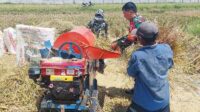 Babinsa Lowokwaru Dampingi Petani Tunggulwulung Panen Padi