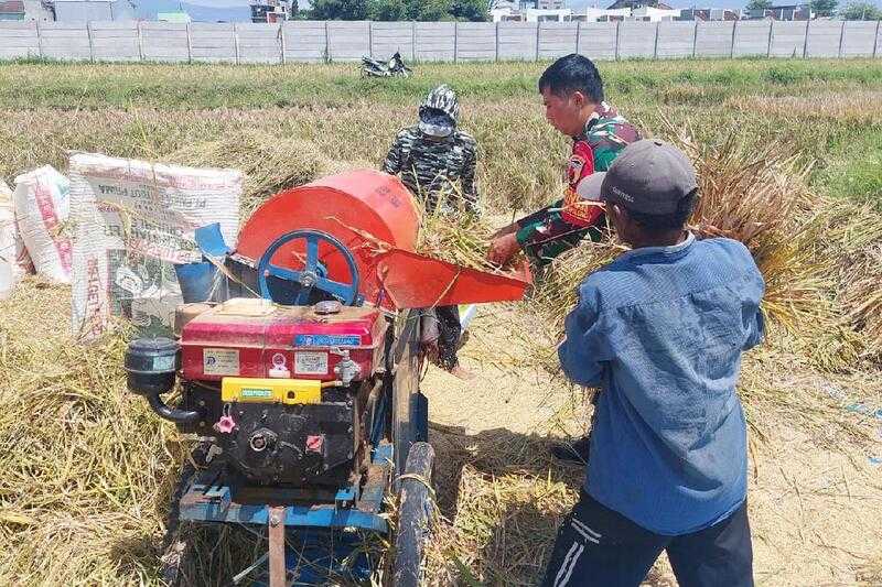 Babinsa Lowokwaru Dampingi Petani Tunggulwulung Panen Padi