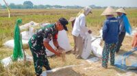 Babinsa Sukun Dampingi Petani Kebonsari Panen Padi, Dukung Swasembada Pangan Nasional