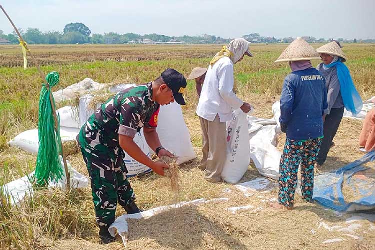 Babinsa Sukun Dampingi Petani Kebonsari Panen Padi, Dukung Swasembada Pangan Nasional