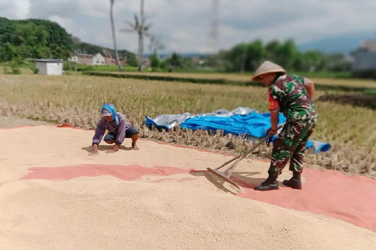Babinsa Sukun pendampingan petani Mulyorejo panen padi dukung ketahanan pangan. (ist) Babinsa Sukun Pendampingan Petani Mulyorejo Panen Padi Dukung Ketahanan Pangan