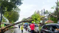 Diterjang Cuaca Ekstrim, Sejumlah Rumah Rusak dan Pohon Tumbang di Gondanglegi-Kepanjen Diterjang Cuaca Ekstrim, Sejumlah Rumah Rusak dan Pohon Tumbang di Gondanglegi-Kepanjen