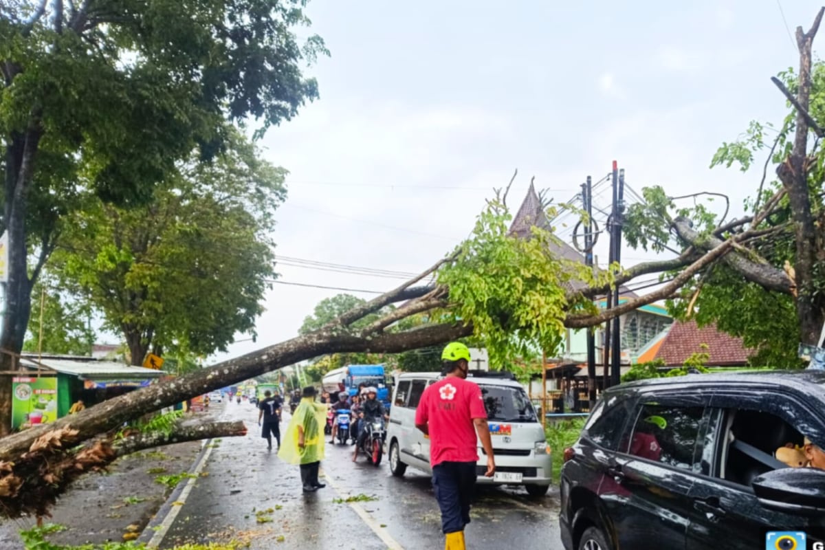 Diterjang Cuaca Ekstrim, Sejumlah Rumah Rusak dan Pohon Tumbang di Gondanglegi-Kepanjen Diterjang Cuaca Ekstrim, Sejumlah Rumah Rusak dan Pohon Tumbang di Gondanglegi-Kepanjen