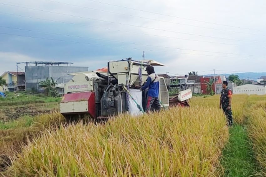 Babinsa Sukun Dampingi Petani Bakalankrajan Panen Padi Gunakan Combine Harvester
