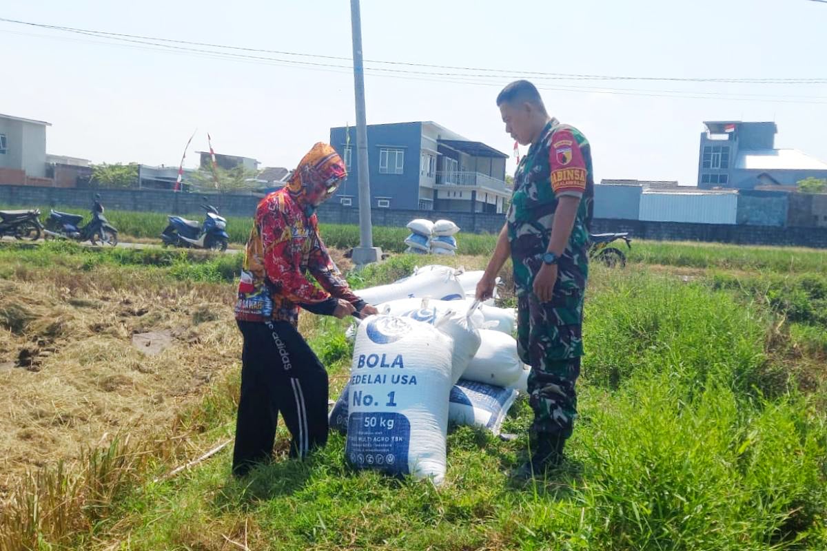 Babinsa Sukun Dampingi Petani Bakalankrajan Panen Padi