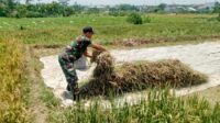 Babinsa Sukun Dampingi Para Petani Bandulan Panen Padi