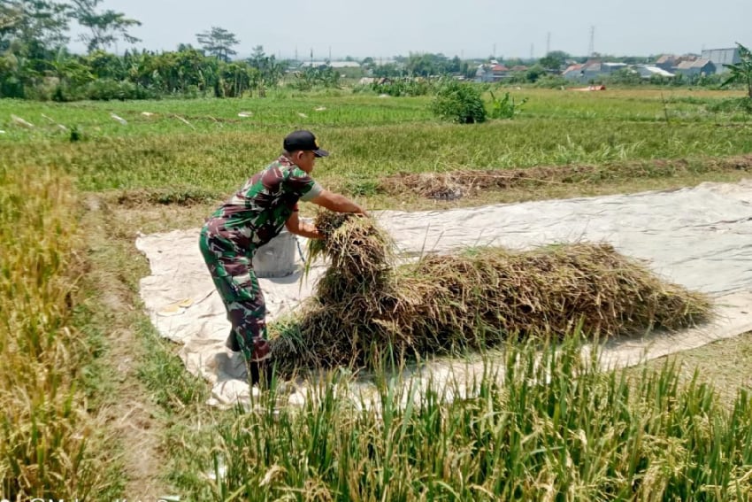 Babinsa Sukun Dampingi Para Petani Bandulan Panen Padi